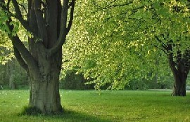 Area Metropolitana - Amsterdamse Bos
